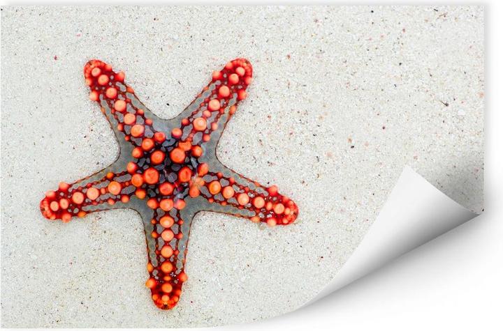 Produktbild Trenddeko Leuchtender Seestern (45 x 30 cm)
