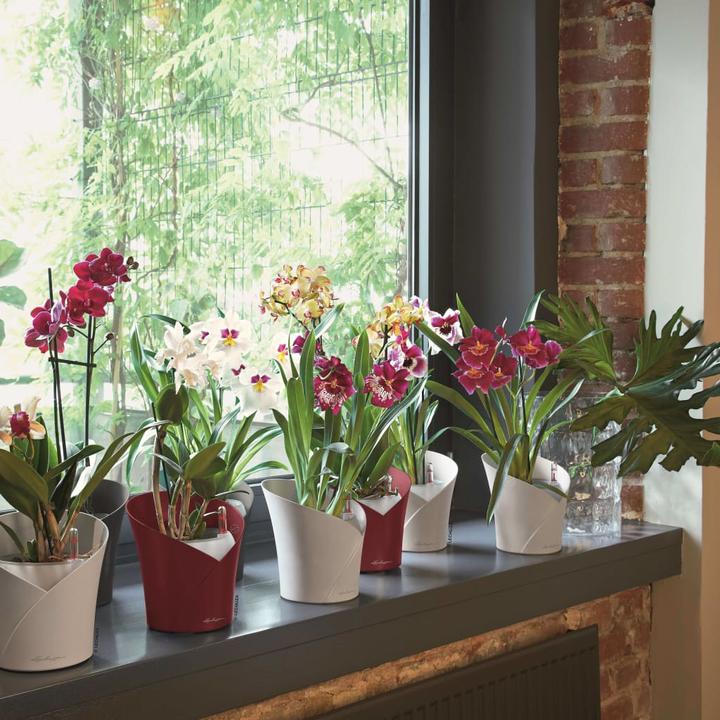 Produktbild Lechuza Orchidea (17.90 cm)