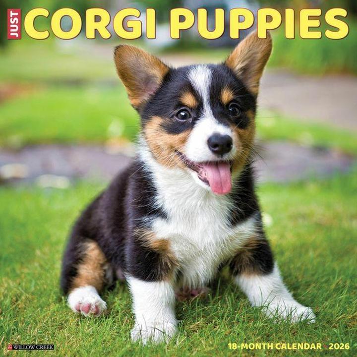 Image du produit Willow Creek Press Corgi Puppies 2026 12 X 12 Wall Calendar