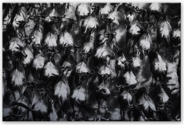 Produktbild Trenddeko Alnaser - Grosse Flucht (100 x 70 cm)