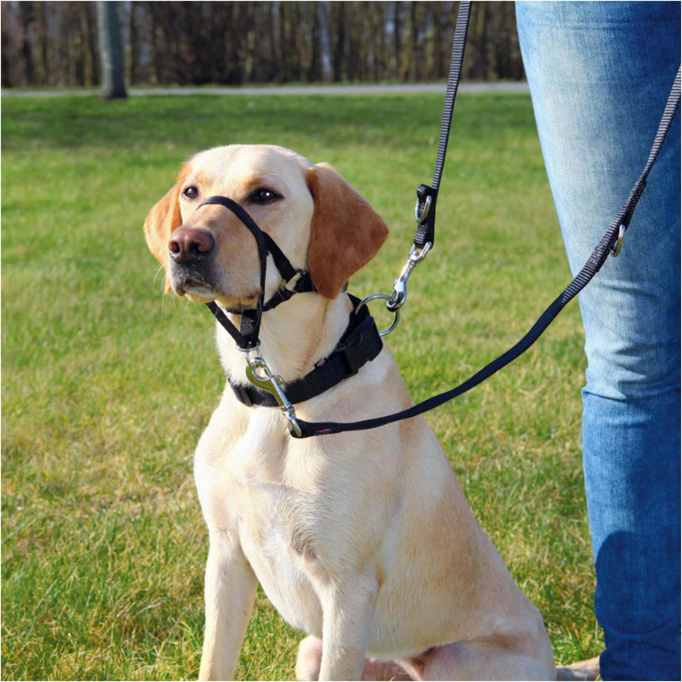 Trixie TopTrainer Ausbildungsgeschirr S (S, Hund, Allgemein), Halsband + Leine