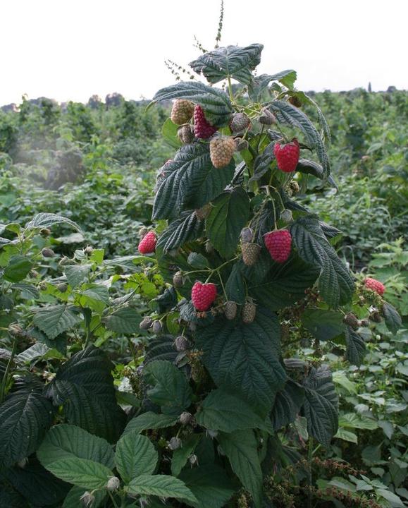 Produktbild Lubera Himbeere Twotimer® Sugana®