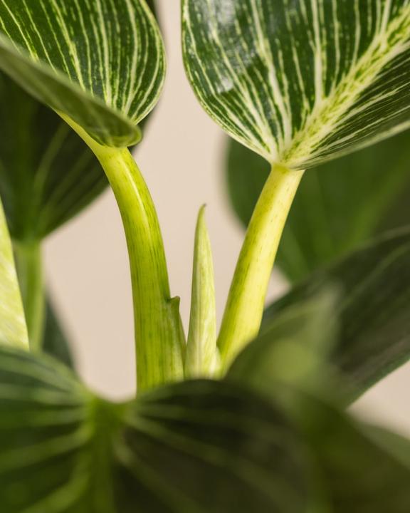 Image du produit feey Philodendron Birkin 'White Measure' (20 cm, Fraîchement rempotés)