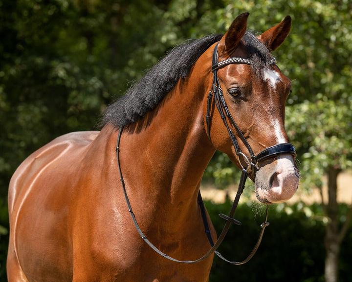 Image du produit Qhp bridons équitation anatomique phaedra