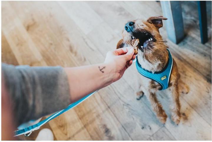 Immagine prodotto Hunter Imbracatura per cani Hilo Comfort (M, Cane, Generale)