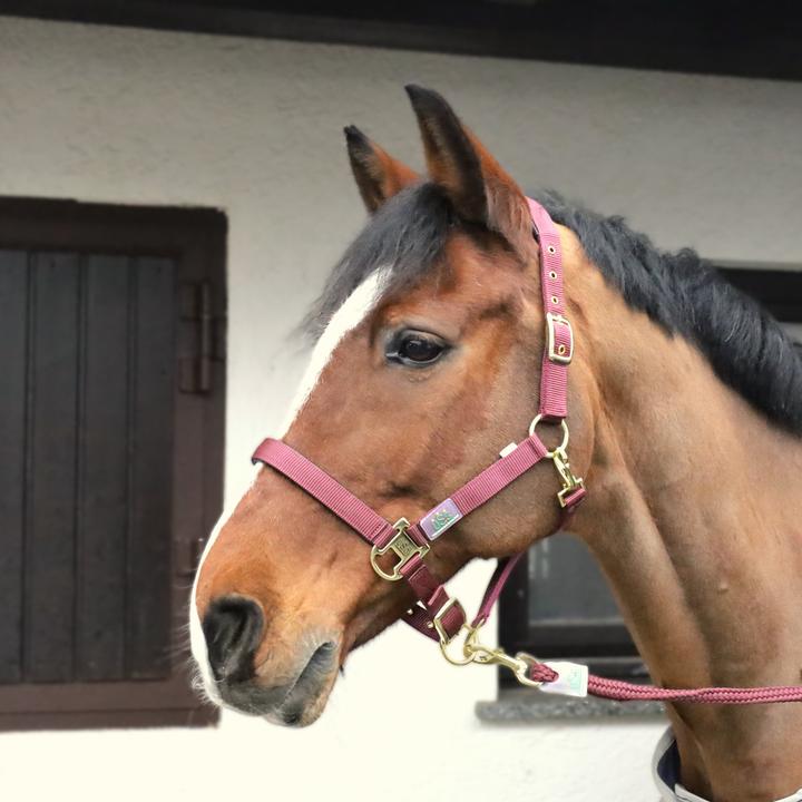 Actual product image Usg Everyday