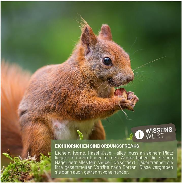 Immagine prodotto Liebe Eichhörnchen Futterhaus
