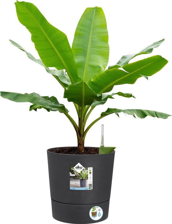 Produktbild Elho Blumenschale (30 cm)