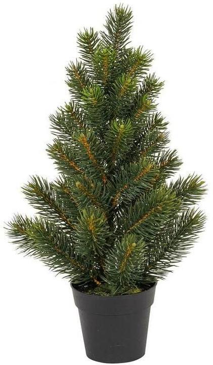 Botanic-Haus Fir tree in pot (41 cm)