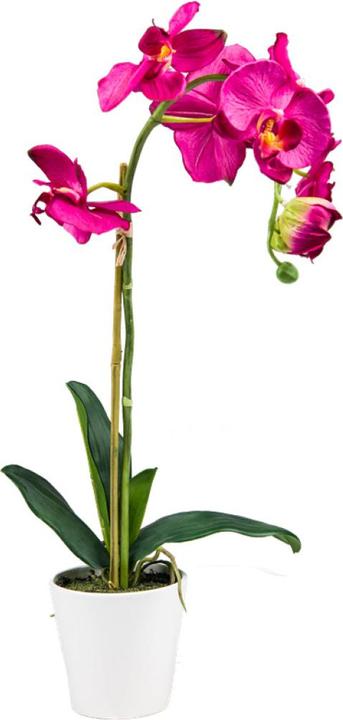 Luwatex La beauté des orchidées (65 cm)