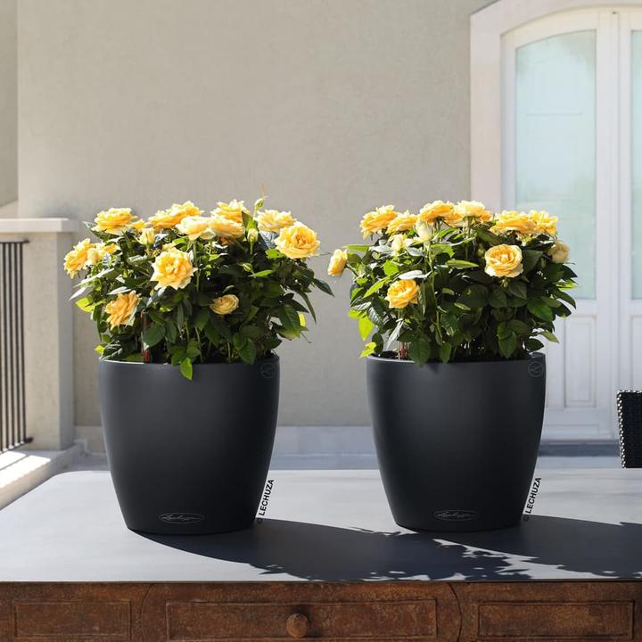 Actual product image Lechuza Classico Color (21.50 x 20.50 cm)