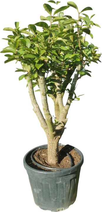 Bonsai.ch Zanthoxylum Szechuanpfeffer cm - kaufen bei Galaxus - Galaxus