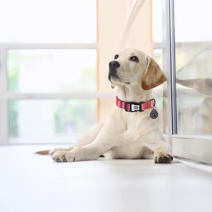 Esme Pet Finder Halsband Anhnger - kaufen bei Galaxus - Galaxus