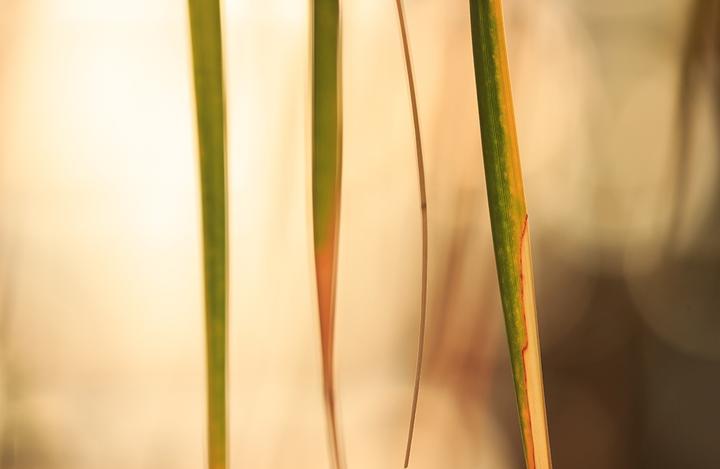 Produktbild Rokinon DS135M-NEX (Sony E, Vollformat)