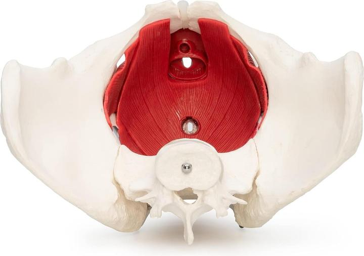 Immagine prodotto Cranstein Scientific Weibliches Becken Modell A-371 mit Organen