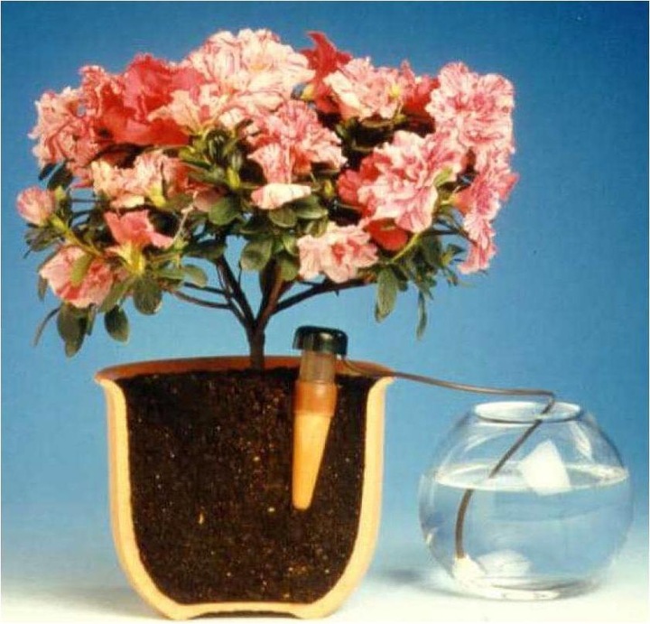 Image du produit Blumat Goutteur final XL (Cône d'argile Irrigation)