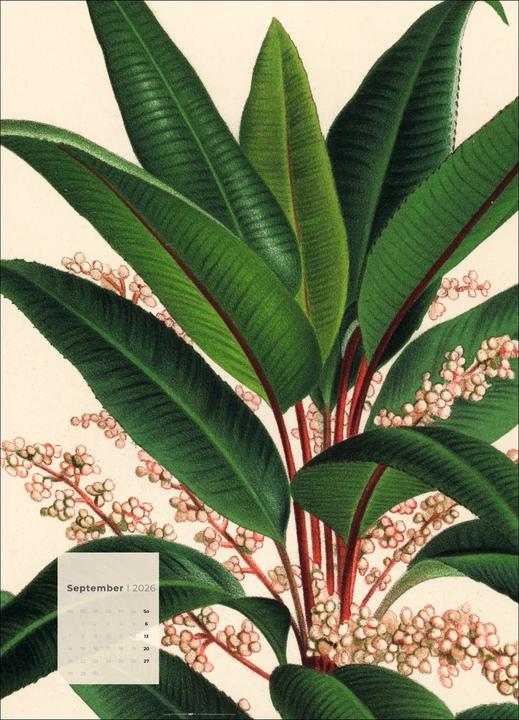 Produktbild Botanicals Kalender 2026 (49 x 68 cm)