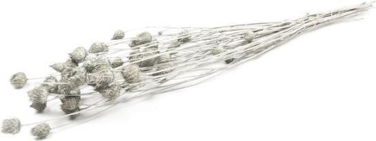Actual product image Viana Erdbeerdistel Trockenblumen für edle und geisterhafte Blumendekoration (Dried flowers)