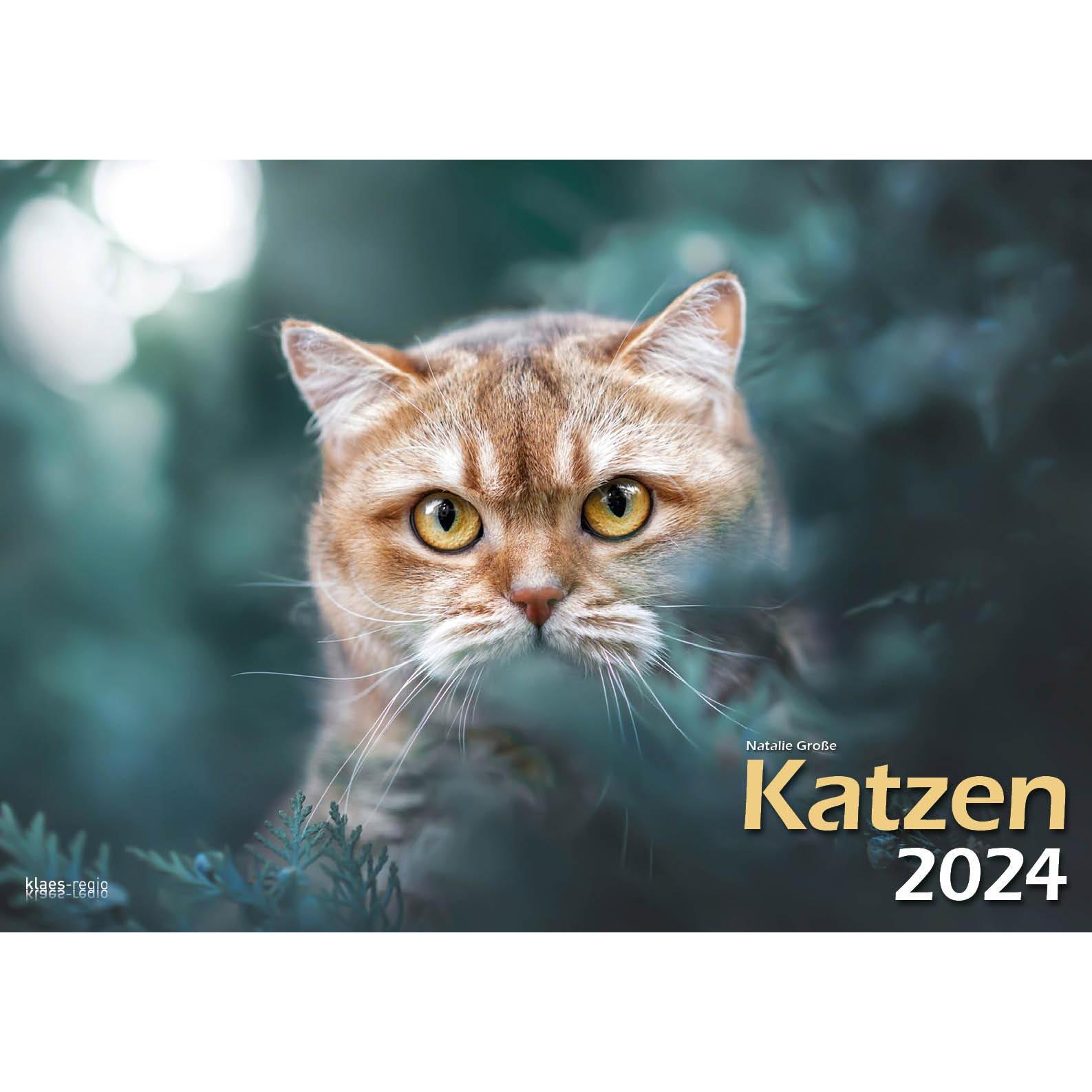 Thumbnail - Klaes Regio Fotoverlag, Kalender, Katzen 2024 Bildkalender A3 quer - Natalie Grosse (A3, Deutsch)