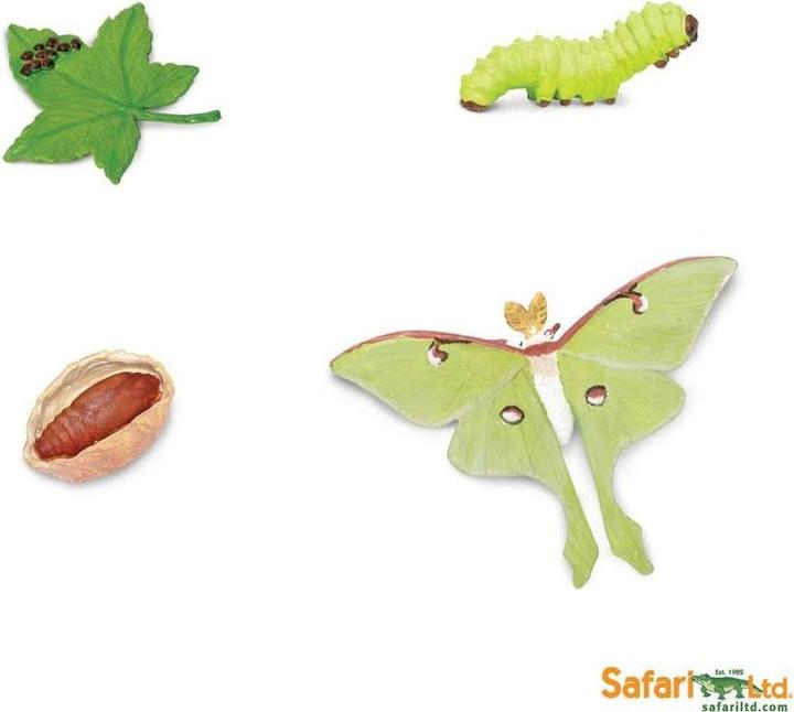 Image du produit Safari Cycle de vie d'un papillon de nuit