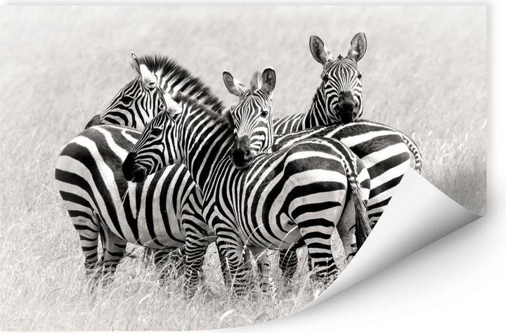 Image du produit Trenddeko Trubitsyn - Zèbres dans la savane (45 x 30 cm)