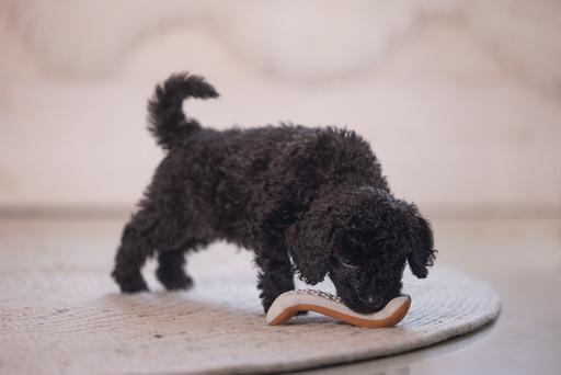Immagine prodotto Beeztees Manubrio dentale per cuccioli (Giochi per cuccioli)