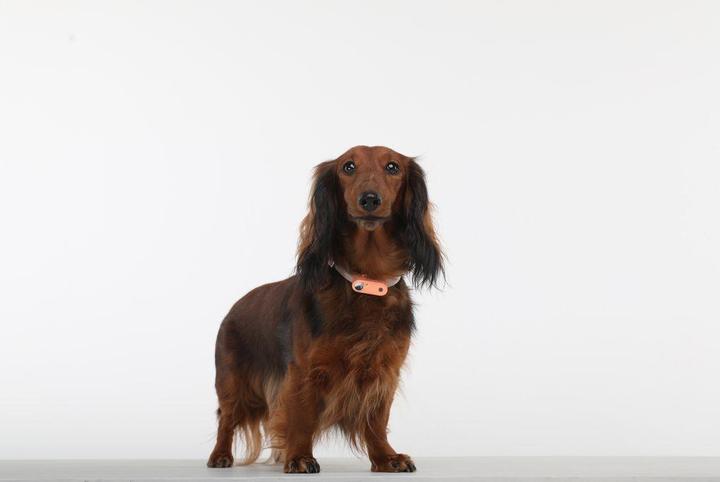 Image du produit Tickless - PET MINI ORANGE - chargeable (Chat, Chien)