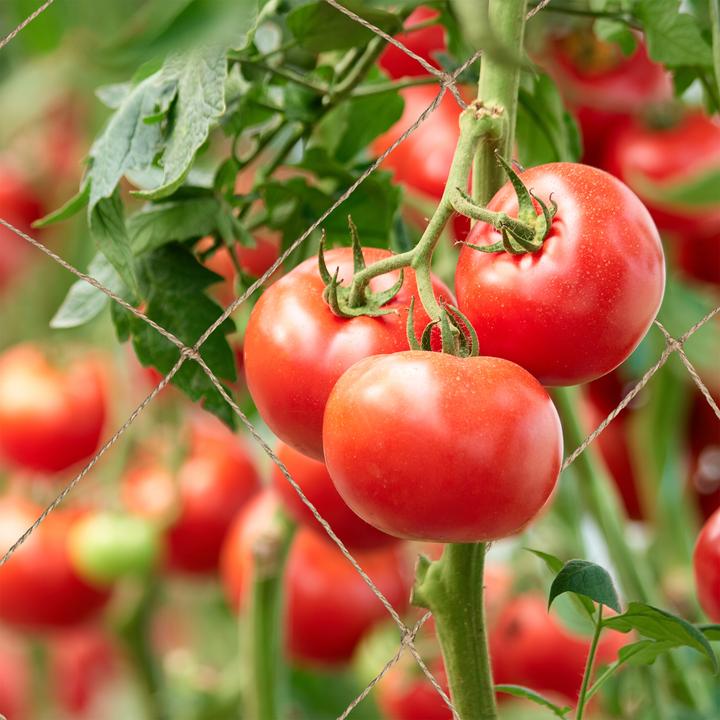 Image du produit Relaxdays Ranknetz (10 cm, 5 cm)