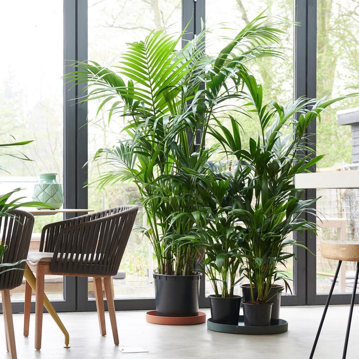 Actual product image Plant in a Box Howea forsteriana - Kentia Palme (90 cm)