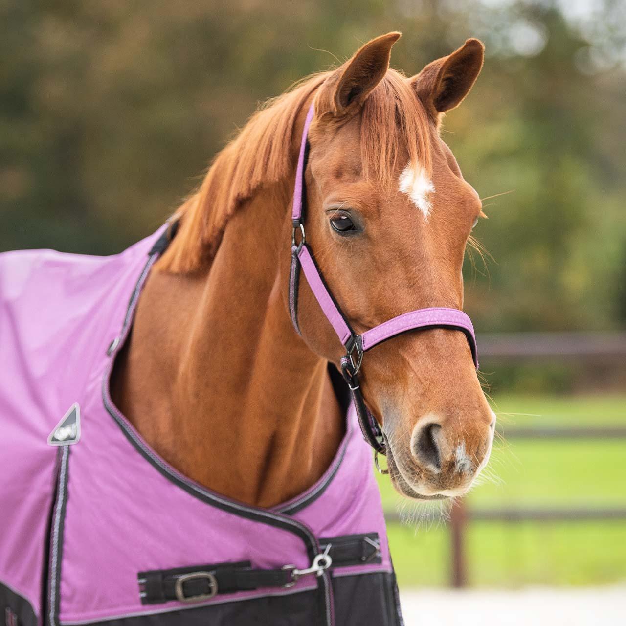 Thumbnail - Qhp, Halfter