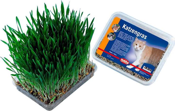 Image du produit Nobby Herbe à chat (100 g)