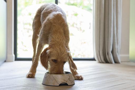Actual product image Designed by Lotte Dog bowl Meis (0.70 l)