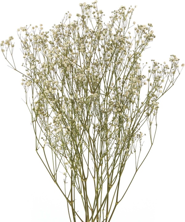 Geschenkkörbe CH Gypsophile fleurs séchées, blanc naturel (Fleurs séchées)