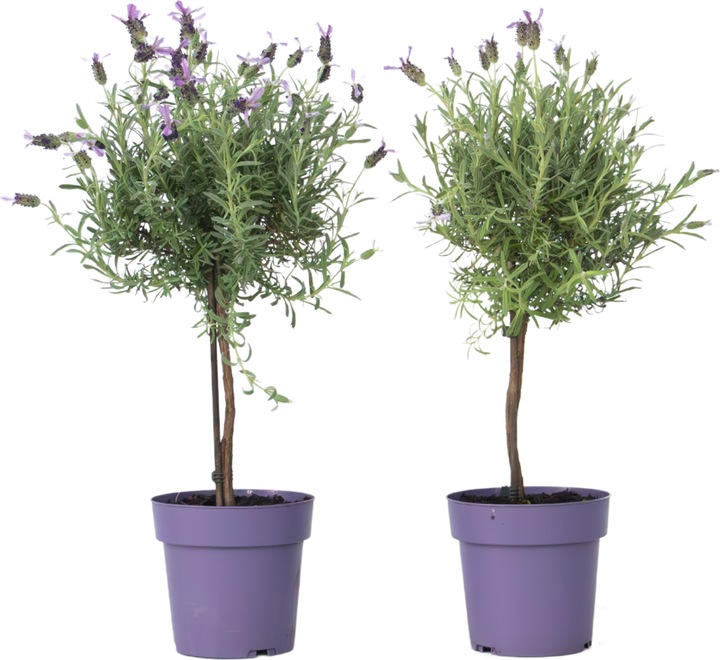 Actual product image Plant in a Box Lavandula stoechas 'Anouk' - set of 2 lavender trees (45 cm)