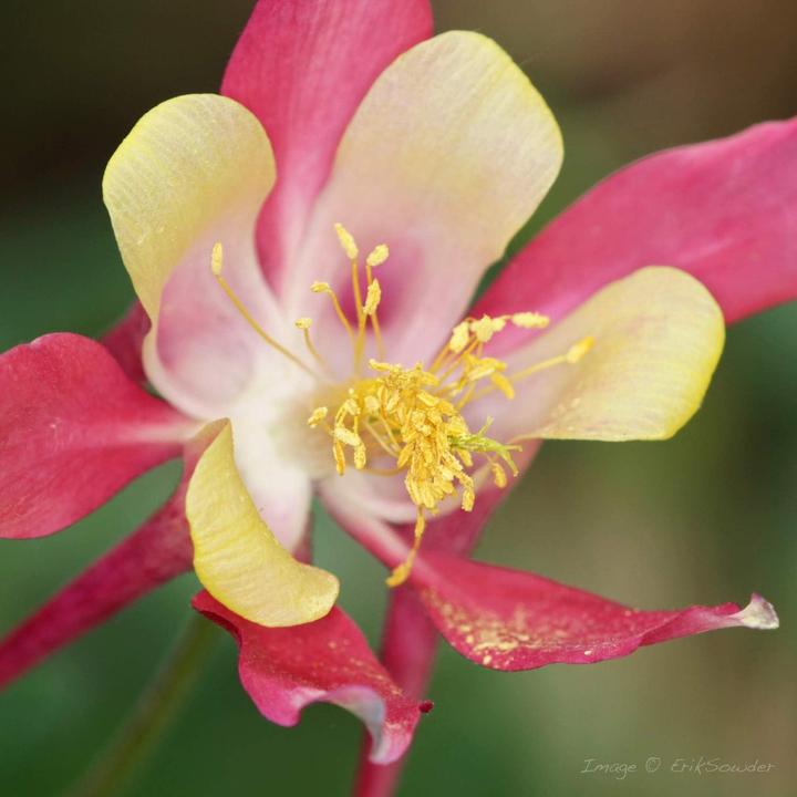 Immagine prodotto Nissin Digital MF 18 Sony E (Macroflash, Sony)