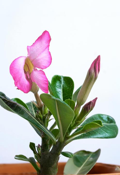 Produktbild Plant in a Box Adenium Obesum - Wüstenrose (25 cm)