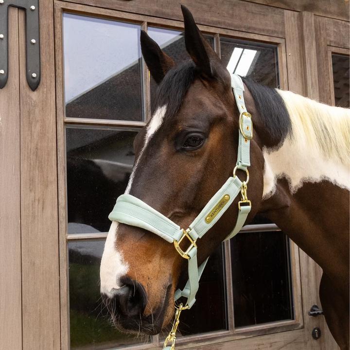 Immagine prodotto Kentucky Horsewear Cavezza in nylon