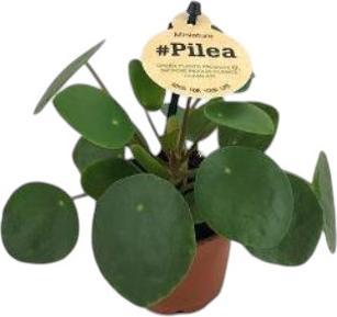 Produktbild Plantlovers Pilea Peperomioides (Glückstaler) (15 cm, Tierfreundlich)