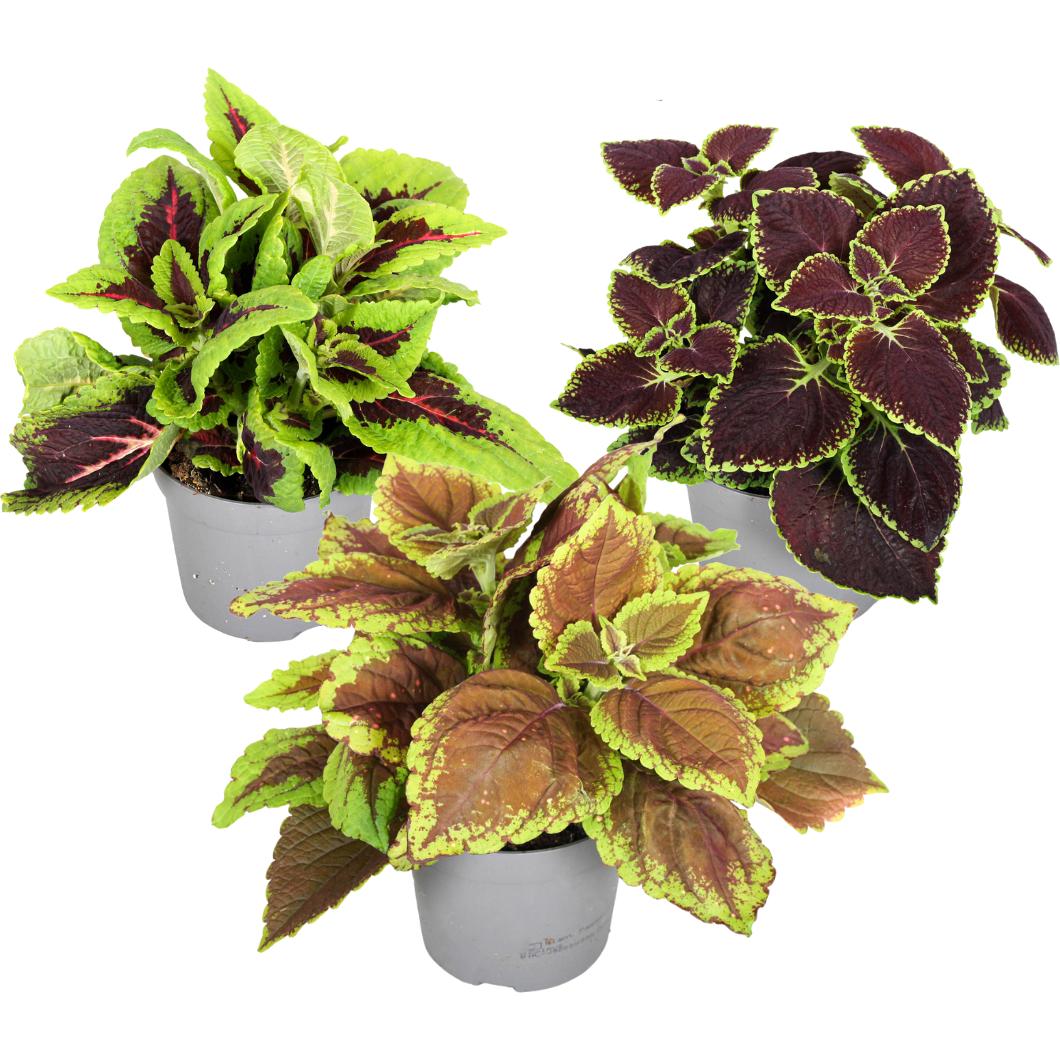 Thumbnail - Plant in a Box, Pflanzen, Coleus - Brennnessel (25 cm)