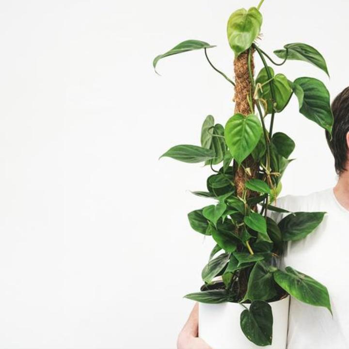 Produktbild Plant in a Box Philodendron scandens - Baumfreund (150 cm)