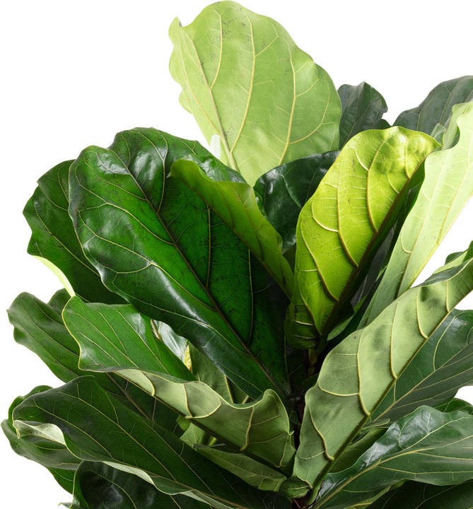 Produktbild Flowerbox Geigenfeige - Ficus Lyrata (120 cm)