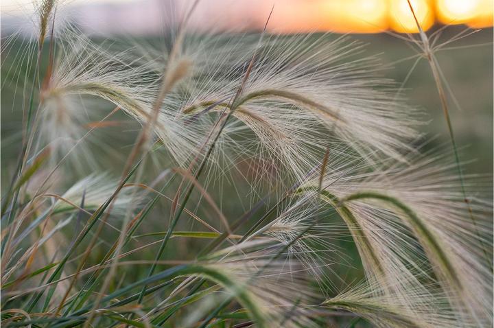 Image du produit Tokina 56mm 1:1.4 ATX-M Sony E-Mount (APS-C) Plus (Sony E, APS-C / DX)