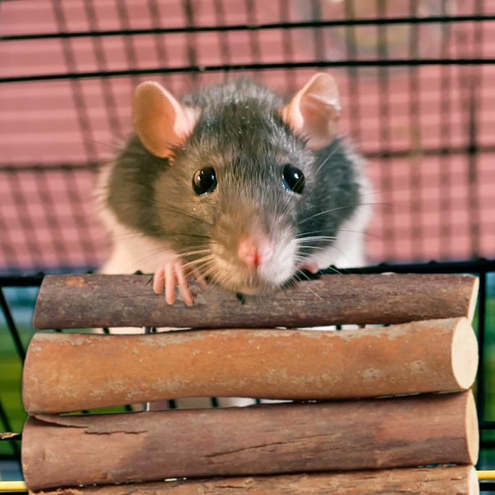 Produktbild Relaxdays Einbaumülleimer (15 l)