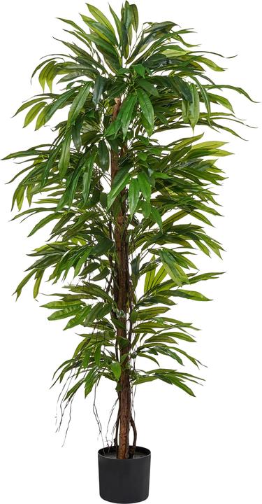 Produktbild Beliani Longifolia (155 cm)