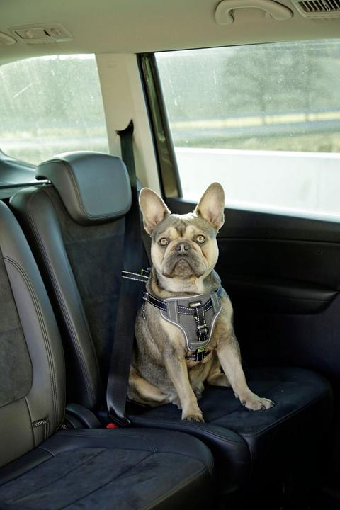 Produktbild Kerbl Autosicherheitsgeschirr (Hund, Faltbar, Sicherheitsverschluss)