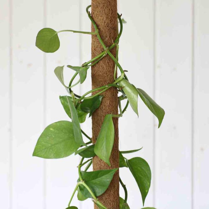 Immagine prodotto Siena Garden Rankstab (110 cm, 4.50 cm)