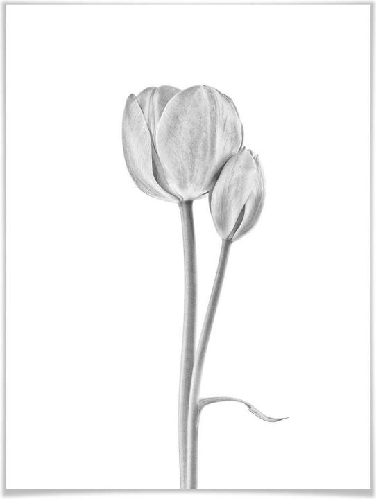 Produktbild Trenddeko Tulpen (80 x 100 cm)