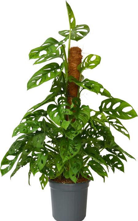 Produktbild Plant in a Box Monstera Monkey Mask - Affenmaskpflanze auf einem Stab (60 cm)