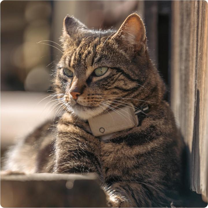 Produktbild Tractive GPS Mini (One Size, Katze, Allgemein)