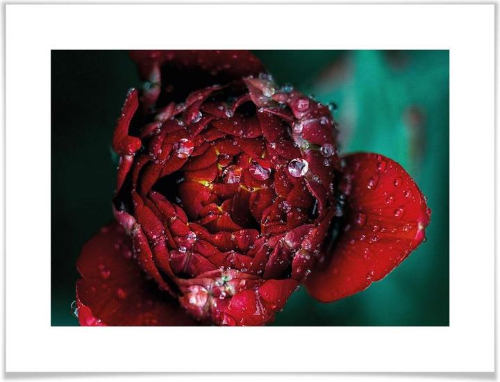 Actual product image Trenddeko Peony after the rain (40 x 30 cm)
